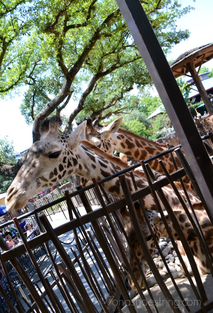 Houston Zoo giraffe
