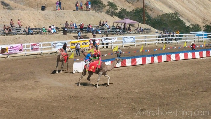 A Day at Virginia City Camel Races
