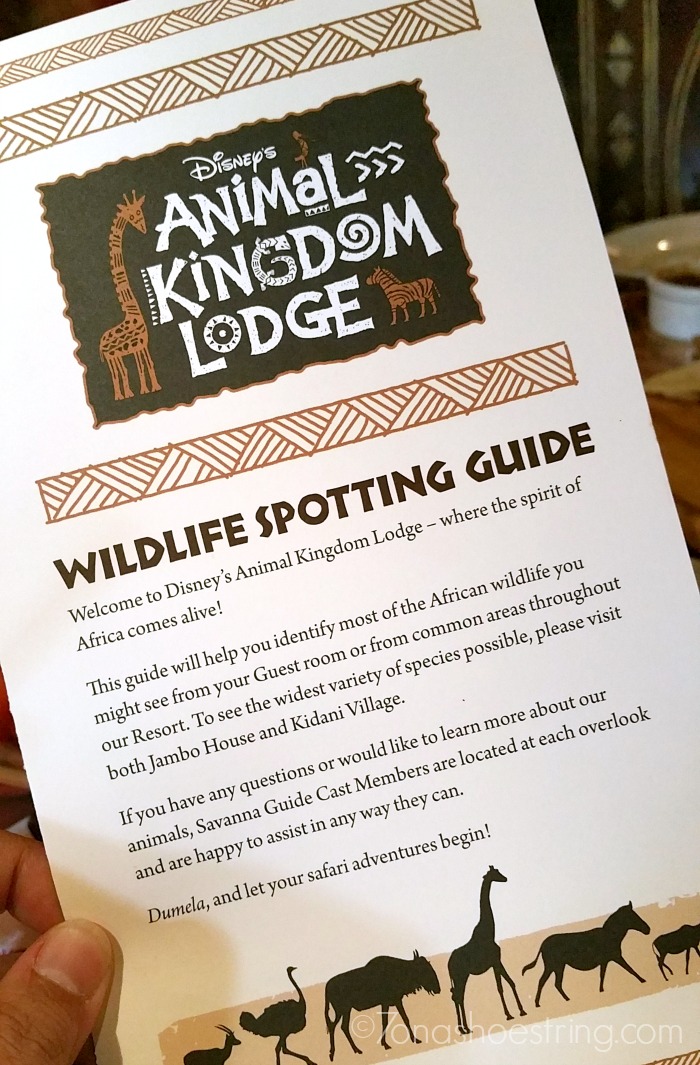 Animal Kingdom Lodge Wildlife Spotting Guide