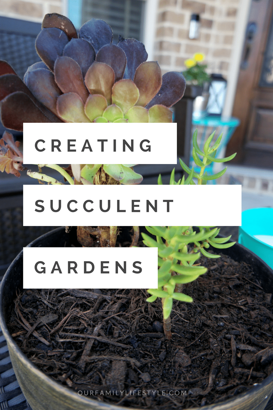 creating succulent gardens