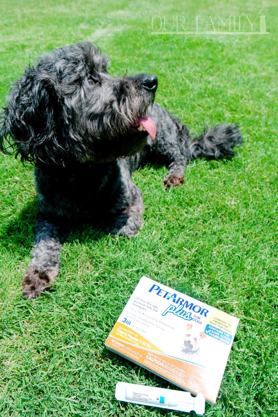 PetArmor Plus Fleas and Ticks Treatment for Dogs