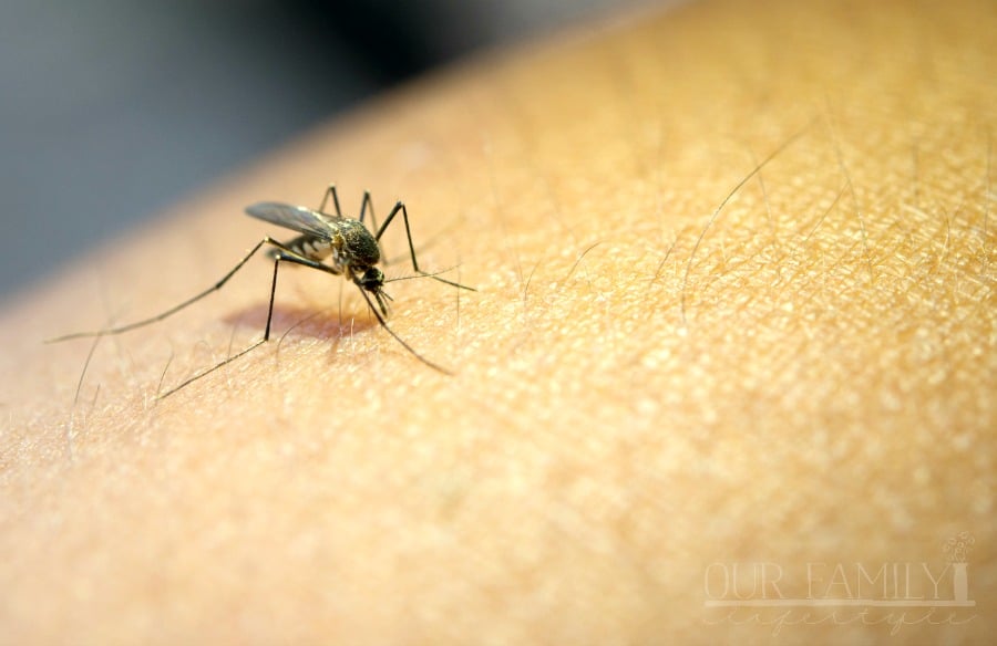 3 Ways to Prevent Mosquito Bites
