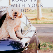 Planning A Road Trip With Your Dog Amid The Pandemic