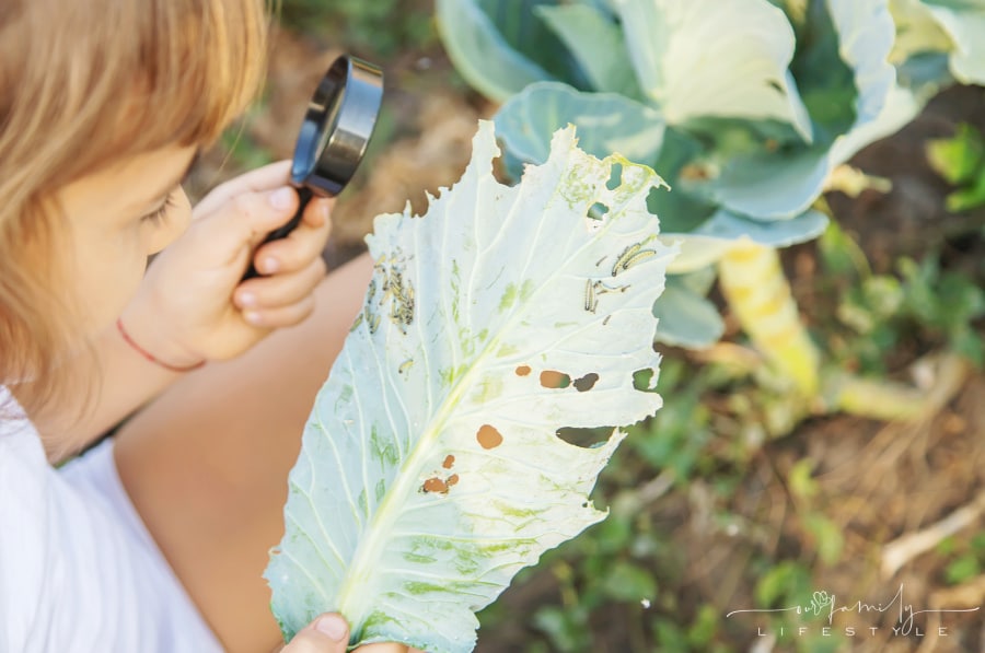 Child with a magnifying glass looking at caterpillars on leaf
