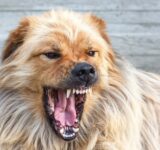 How Injury Lawyers Assist in Dog Bite Cases