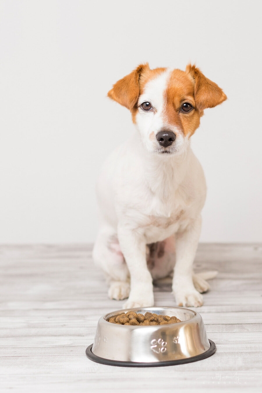How To Know That Your Dog Is Having A Balanced And Healthy Diet