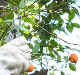 These 6 Techniques Can Make Your Tree Pruning Work Easier