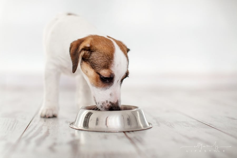 jackrussel terrier eating food from dog bowl