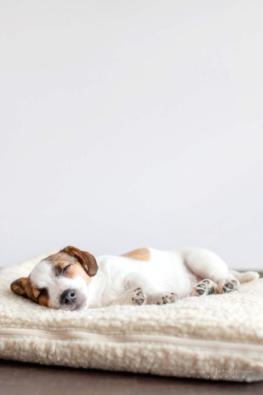 sleeping jackrussel puppy on dog bed
