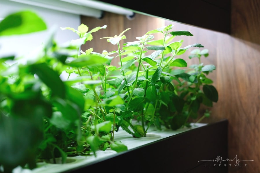 Choose the Right Hydroponic Grow Light for Your Plants With These Tips