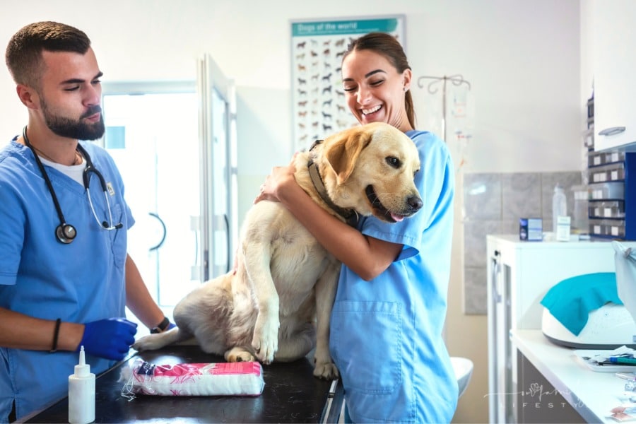 Veterinary Science Degree: What Is Life as a Veterinary Student Like?