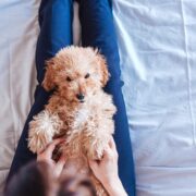 woman playing with toy poodle on her lap