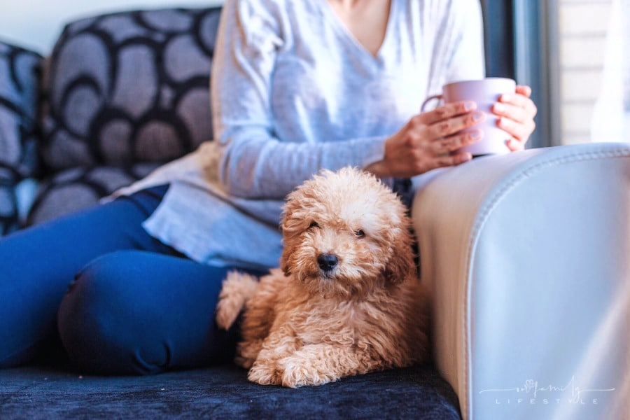 woman on cough with toy poodle laying next to her