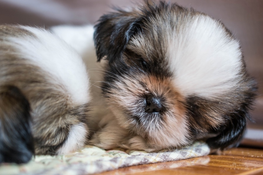 How To Find The Perfect Puppy Breed For Your Family