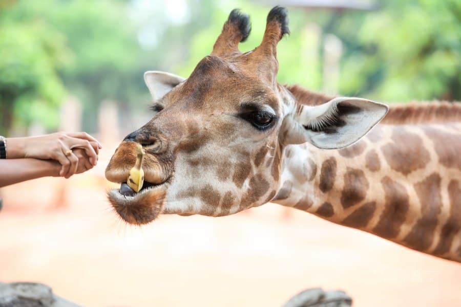 hands feeding a banana to a giraffe at zoo