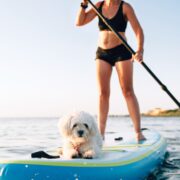 Woman Paddle Boarding with Maltese dog