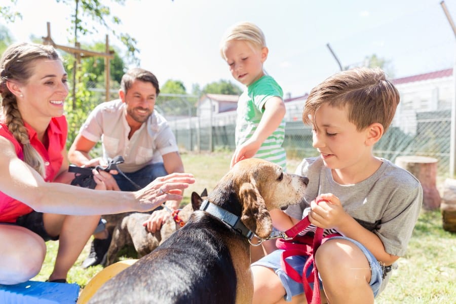 Key Factors to Consider When Adopting Your First Family Pet