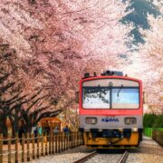 Korail Train in Gyeonghwa Station