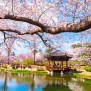 Beautiful cherry blossoms in the spring of South Korea at Gyeongju South Korea city South Korea.